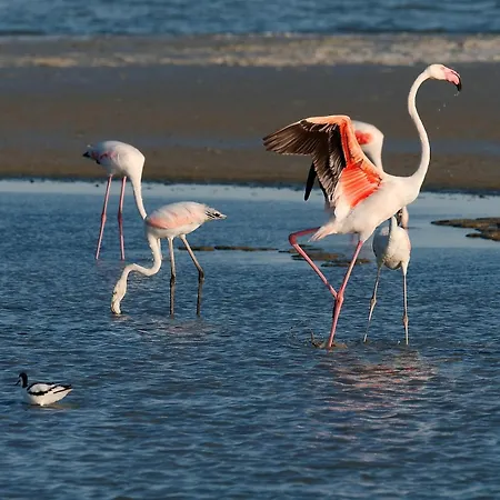 Διαμέρισμα Neuf Garance 35 M2 Salin De Giraud Αρλ